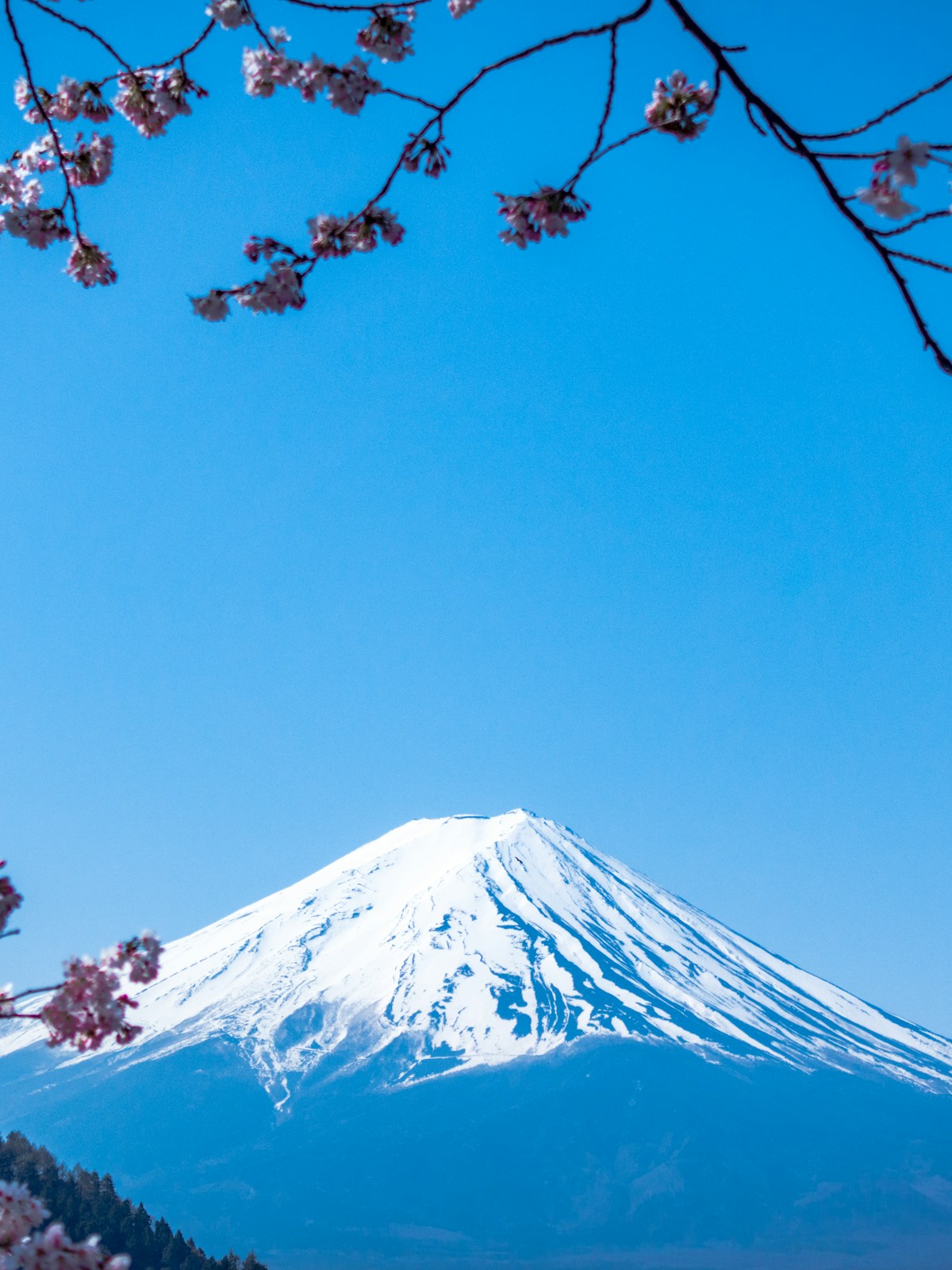 Mount Fuji with cherry blossoms under a clear blue sky
