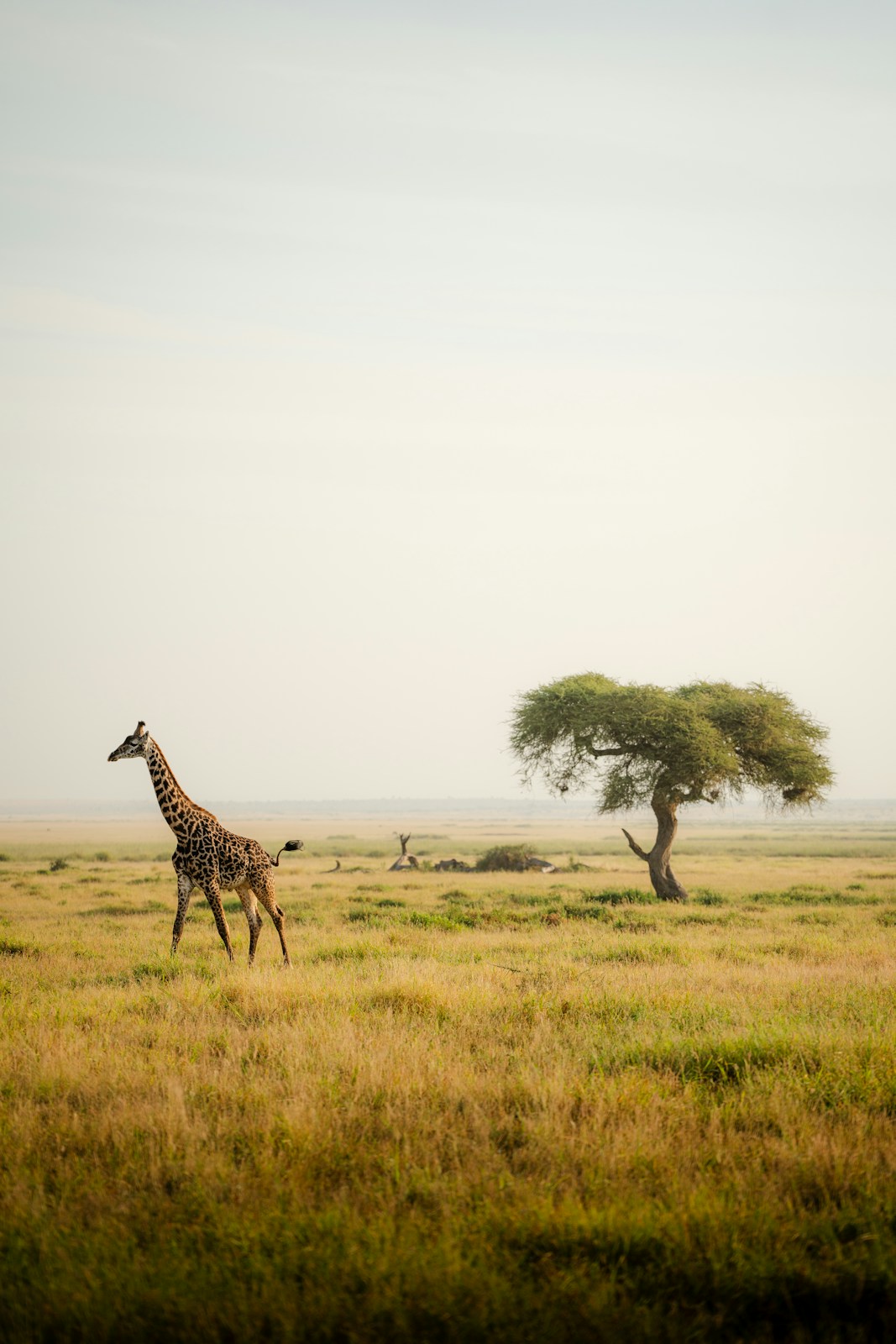 A giraffe walking across a lush green field