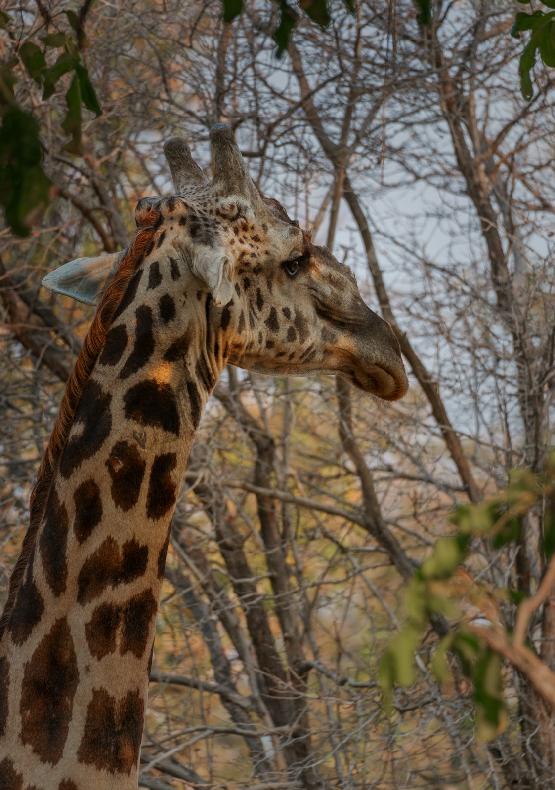 A giraffe's head and neck among trees
